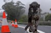 Lithgow Panther Takes A Nice Relaxing Stroll Along The Abandoned Great Western Highway
