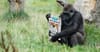 Scientists Successfully Teach Gorilla To Read At Daily Telegraph-Level