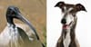 Greyhounds Join Ibis On CSIRO’s List Of Animals That Have Permission To Become Extinct