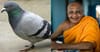 Ageing Buddhist hopes he doesn’t get reincarnated as a pigeon