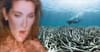 Fragile Barrier Reef Haunted By Celine Dion Music As QLD Government Signs Off On Adani
