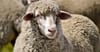 “It All Makes Sense” Says Traumatised Tamworth Merino