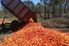 New Farm Nonno Furious At Amount Of Cheap Pasta Sauce Lost In QLD Tomato Wastage