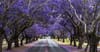 Fuck Yeah: The Jacarandas Are Back On