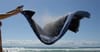 Sadist Finds Pleasure In Shaking Towel Up Wind Of Other Beachgoers
