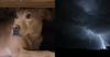 RSPCA Confirms That Even Outside Dogs Are Allowed Inside During Thunderstorms