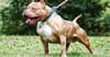 Pit Bull Owner Says Apart From That One Time With The Kid At The Park It’s All Stigma