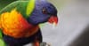 Rainbow Lorikeets Due For A Comeback
