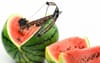Urgent Recall Ordered After Loaded Crossbows Found In Australian Watermelons
