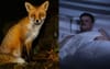 Fox Screaming In The Night Enough To Rattle Visiting City Boy To His Very Core