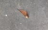Crunchy Looking Leaf In Centre Of Footpath Is Not Long For This World