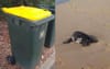 Washed-Up Dead Turtle Placed In Recycling Bin After Vet Discovers It’s 80% Plastic