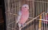 Caging Galahs Only Inhumane If They Can’t Say Swear Words On Demand