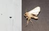 Grey Smudge Left As Last Defiant Final Act Of Local Moth’s Life
