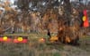 800-Year-Old Sacred Djab Wurrung Trees Not French Enough For Hipsters To Be Upset About
