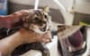Local Cat Might As Well Not Have A Tongue After Owner Insists On Bathing It Repeatedly