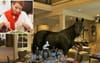 7-Foot-Tall Brumby Ruins Dinner Party After Uninvited Greens Voter Lets Rip On Politics