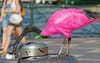 NSW Government Tries To Rebrand Sydney As A Tourism Hotspot By Painting Ibises Flamingo Pink