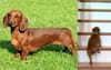 Sausage Dogs Great In Theory