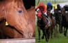Racehorse Slaughter Story Fabricated To Make Horses Run Faster