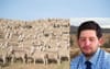 This Local Grazier Keeps Falling Asleep Counting His Wethers Through The Gate