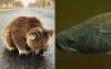 Fish Who Made It Through Years Of Drought Stoked For The Koalas, But Pretty Off All This Ash