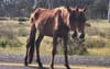 Inbred Feral Brumby Quite Flattered To Be Key Election Issue In Bushfire Ravaged Eden-Monaro