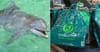 Dolphin Looking Forward To Seeing What New Reusable Plastic Bags Taste Like