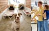 Prospective Dog Owners Ask Where All The Nice Purebreds Are At The Rescue Shelter