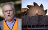 ScoMo Brands Chinese Government Looney Inner City Lefties For Putting A Ban On Our Coal