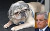 Federal Corruption Watchdog Should Be This 14-Year-Old Pug With Obvious Breathing Problems, Says PM