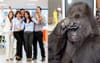 Research Suggests Koko The Signing Gorilla Was Capable Of Doing 90% Of Public Servant Jobs
