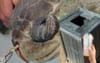 Local Man Saves Turtle From Having Straw Pulled Out Of Its Nose By Finding A Bin