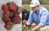 PM Consults Strawberry Farmworkers For Tips On How To Pull Off A Nationwide Needle Roll-Out