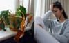 Local Girl’s Indoor Plants Fairly Reflective Of Her Own Wellbeing After Disgusting Silly Season