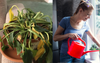 Spoilt House Plant Dramatically Droops Onto the Floor After Owner Narrowly Misses Watering Window