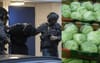 Operation Iceberg: QLD Police Arrest 39 Men In Relation To Major Lettuce Trafficking Syndicate