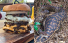 Local Cafe Taps Into Niche Market With Burgers Clearly Designed For Scrub Pythons