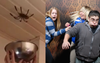 Attempts To Humanely Evacuate Huntsman From Household Result In Multiple People Losing Their Voice
