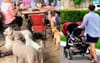 Pack Of Ill-Disciplined Fur Babies Outside Cafe Forces Mum To Push Pram Of Real Babies On The Road