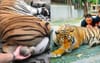 Drugged Chiang Mai Tiger Found To Have More Life Than Entire Wests Tigers Team