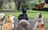 Dog Daycare In Posh Area Provides Free Birkenstocks For Pups To Chew Up