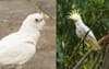 Report: Corellas Just Working-Class Cockatoos