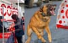 Coles Introduce Attack Dogs To Tackle Shoplifting Caused By Breaking Human Spirit With Automation