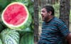 Chinchilla Man Refuses To Reveal Secret To Seedless Watermelons After Being Kidnapped In North QLD