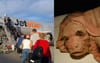 Maltreated Jetstar Customer Longs For The Days When He Got Treated Like A Dignified Pig On Tiger