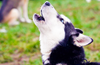 Local Husky Uses His Unique Howl To Tell Owner It’s Too Fucking Hot To Live In Queensland