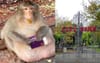 Launceston Pleads With Mainlanders To Stop Giving McNuggets To Their Famous City Park Macaques