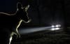 Local Kangaroo Decides Speeding Orb Of Light Speeding Through Paddock Warrants Further Investigation