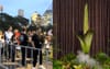 Giant Stinky Flower Gives Sydney Something To Do